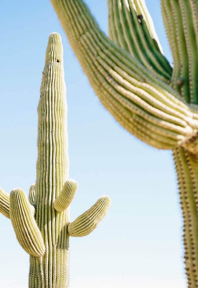 Saguaro cactus in Peoria, Arizona